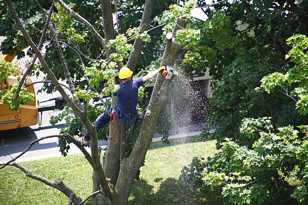 Best Tree Trimming and Pruning  in USA